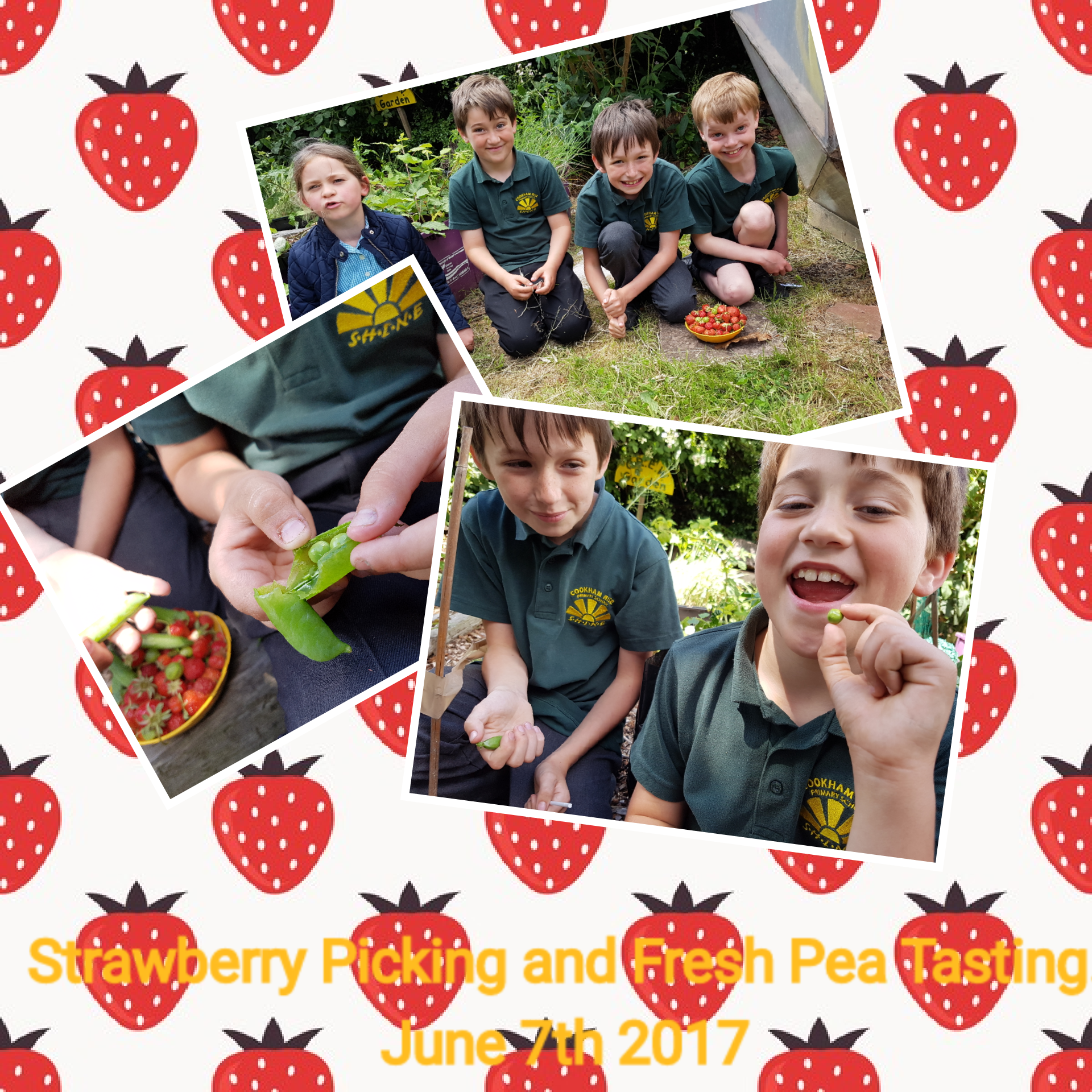 First harvest after May half term.